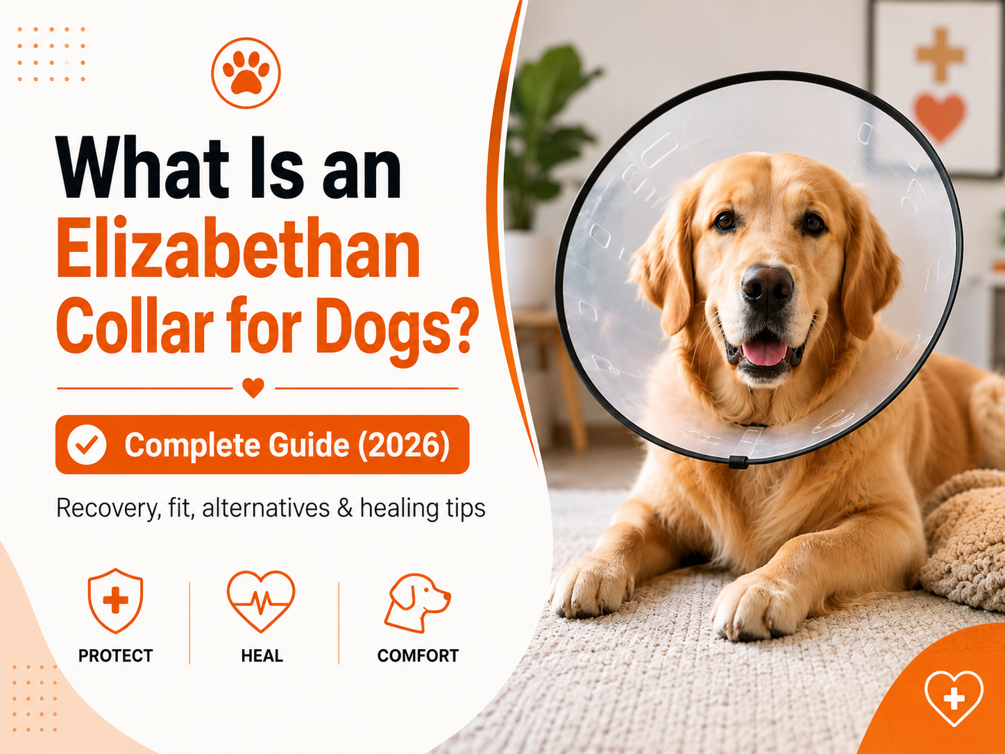What Is an Elizabethan Collar for Dogs? Everything Pet Owners Need to Know