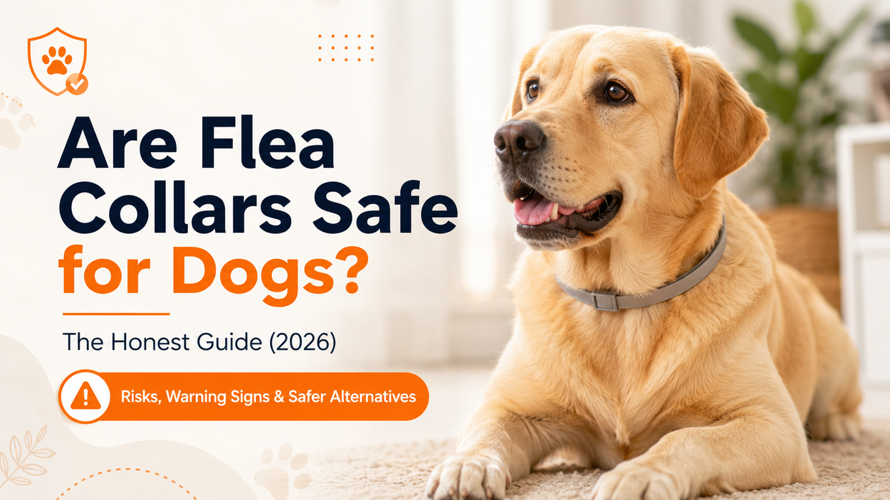 Are Flea Collars Safe for Dogs? An Honest Guide + Safer Options (2026)