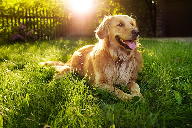 Why Is My Dog Panting So Much? 7 Common Causes When to Worry