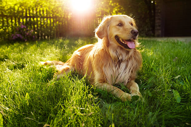 Why Is My Dog Panting So Much?