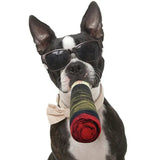 Dog Toys - Petcharged