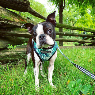 Small dog pet harness