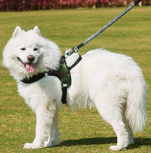 Chest harness dog leash