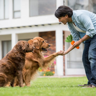 Dog Squeaky Chew Toys For Aggressive Chewers Rubber Carrot Dog Toys For Training And Cleaning Interactive Tough Dog Toy For Medium Dogs - My Store #