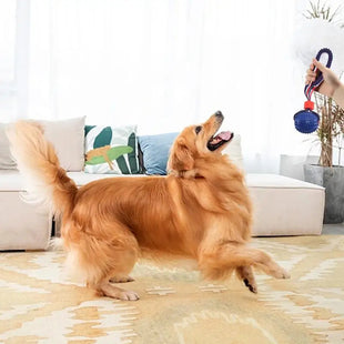 Interactive Dog Toy Ball Interactive Teether With Rope Dog Ball Pet Supplies Chewing Ball Training For Living Room Lake Beach Pets Products - My Store #