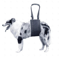 Harness Lift for Dogs – Support Sling for Back Legs of Senior Pets - Petcharged