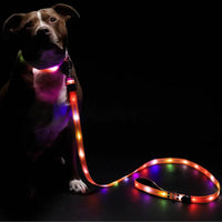 Light Up Dog Leash – 6ft Rechargeable LED Leash for Night Safety - Petcharged