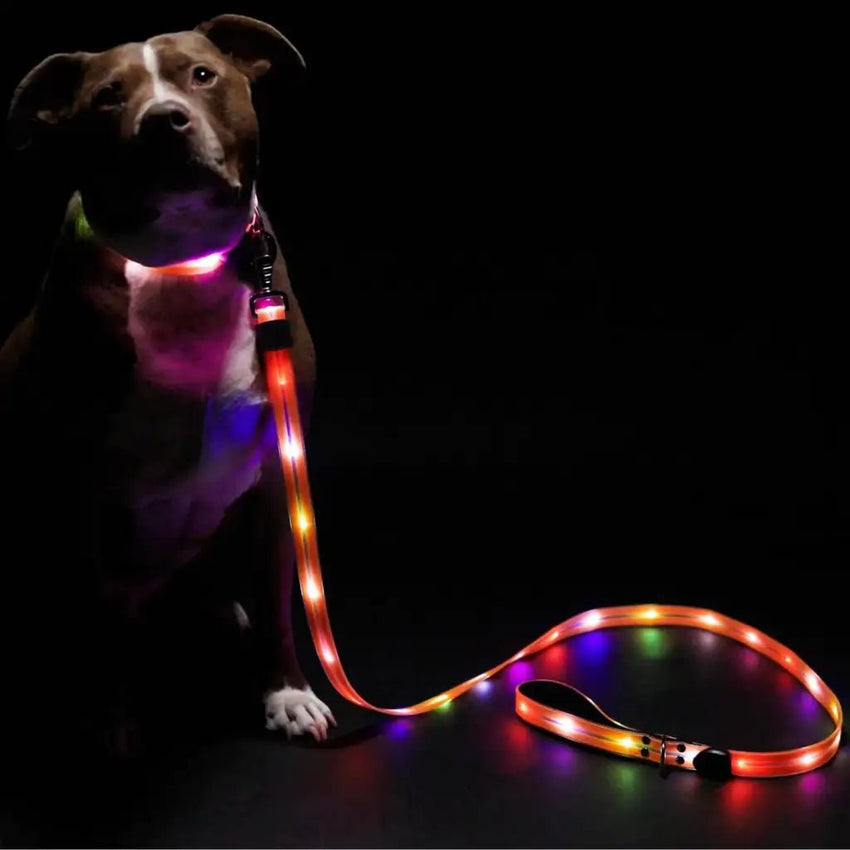 Light Up Dog Leash – 6ft Rechargeable LED Leash for Night Safety - Petcharged
