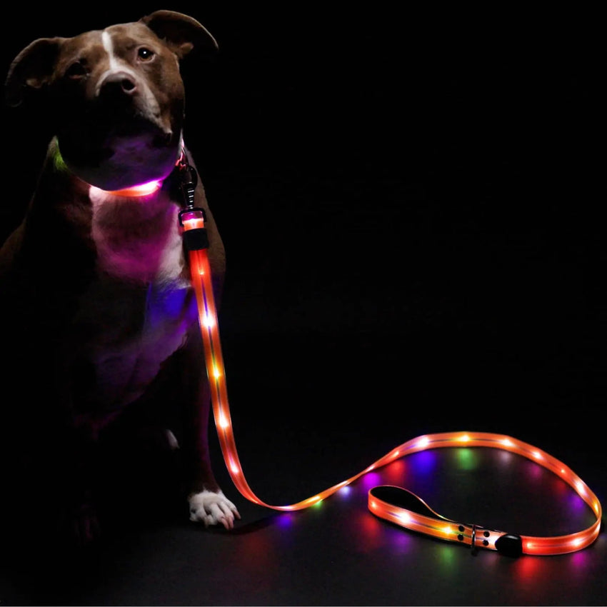 Light Up Dog Leash - LED Dog Leash for Safe & Peaceful Evening Walks - High Visibility Light Up Dog Leash LED - Lighted Dog Leash - Light Up Leash - Dog Leash with LED Light - 6 Foot Dog Leash with Light New Version! - Petcharged